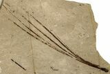 Fossil Conifer Plate - McAbee, BC #253939-2